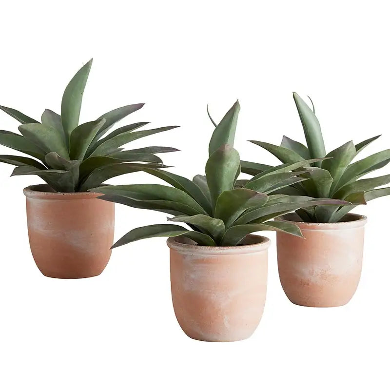 TERRA COTTA SET OF 3 PLANTED PLANTS