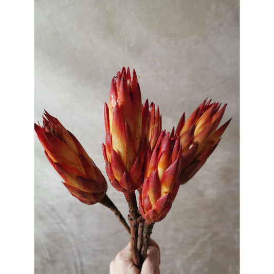 DEEP RED AND YELLOW PROTEA STEMS